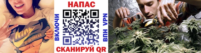 Купить где  Вышний Волочёк  Конопля индика 